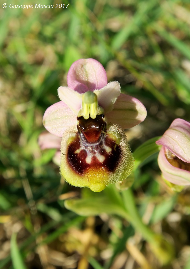 Ophrys tardans in prov. di Taranto